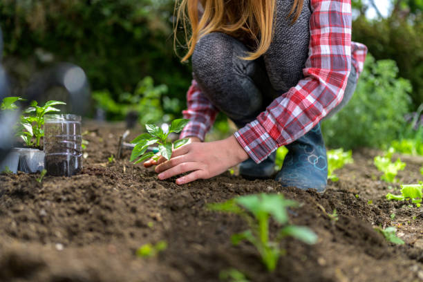 Girl planting pepper seedlings into ground stock photo
