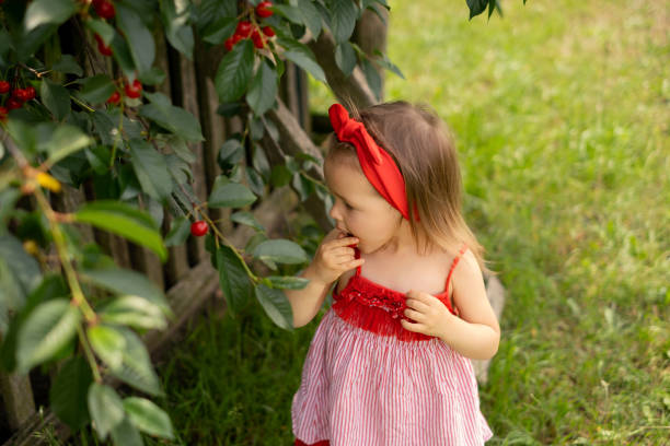 A girl puts ripe juicy cherry berries plucked from a tree in her mouth A little girl in a red dress puts ripe juicy cherry berries plucked from a tree in her mouth. Harvest of fruit trees. Gardening in the countryside. Little taster chaterbuate stock pictures, royalty-free photos & images