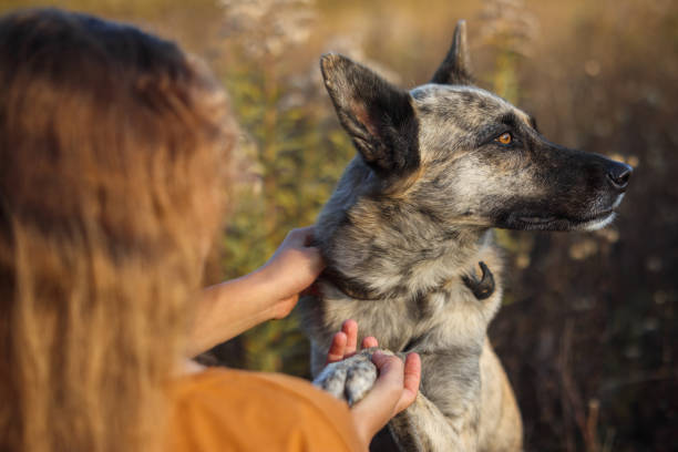 Girl stroking a dog against the background of an autumn yellow landscape stock photo