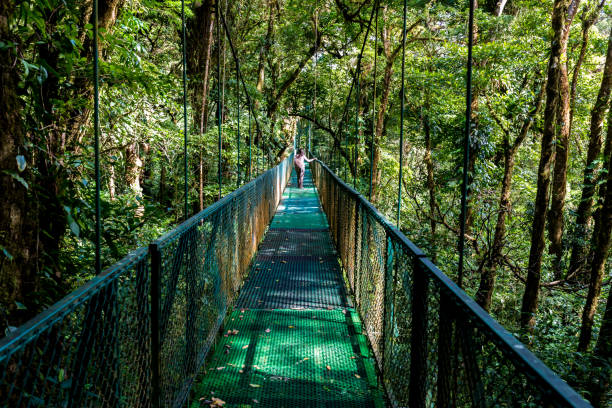 Girl walking on hanging bridge in cloudforest - Monteverde Girl walking on hanging bridge in cloudforest - Monteverde, Costa Rica - adventure in central america monteverde stock pictures, royalty-free photos & images