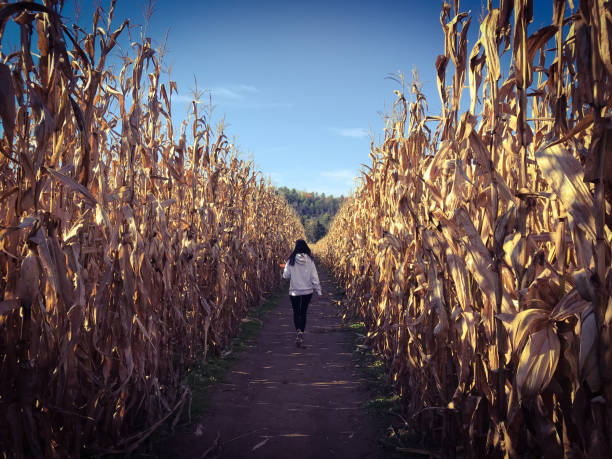 Girl walking through corn maze stock photo
