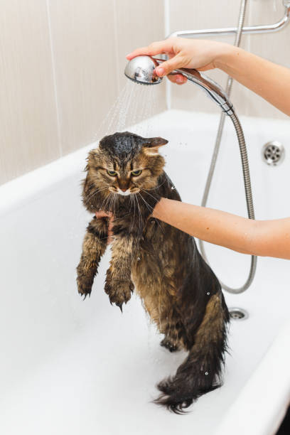Girl washes a fluffy cat in a white bath stock photo