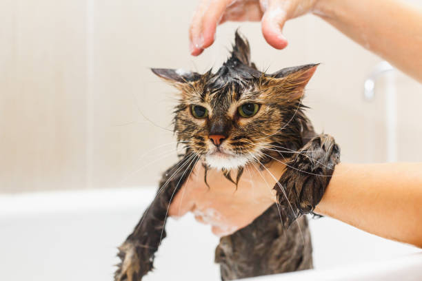Girl washes a fluffy cat in a white bath stock photo