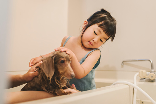 Asian mother and daguhter shampooing Miniature Dachshund in a domestic bathroom.