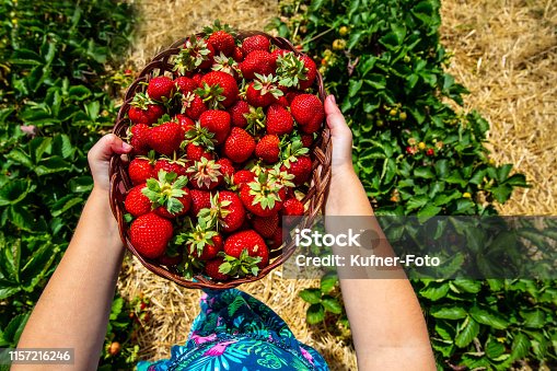istock Girl wears her strawberry crop 1157216246