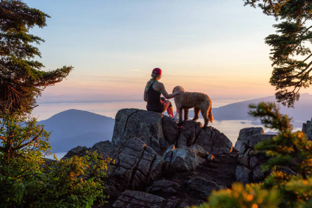 Girl with a Dog hiking on a Mountain Adventurous Girl is hiking with a dog on top of St. Mark's Mountain during a sunny summer sunset. Located in West Vancouver, British Columbia, Canada. west vancouver stock pictures, royalty-free photos & images
