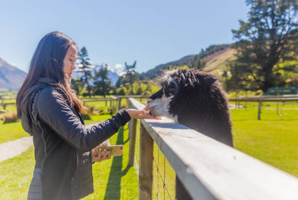Girls feeding alpaca out of hand through fence on farm. stock photo