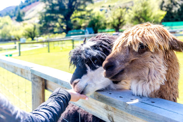 Girls feeding alpaca out of hand through fence on farm. stock photo