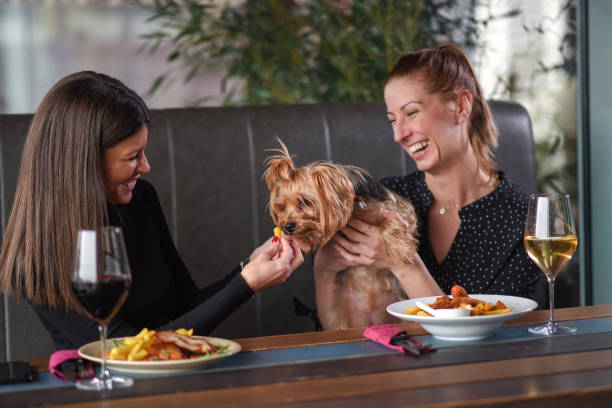 girls with a dog in a restaurant girls with a dog in a restaurant beautiful young brunette girl playing with her dog stock pictures, royalty-free photos & images
