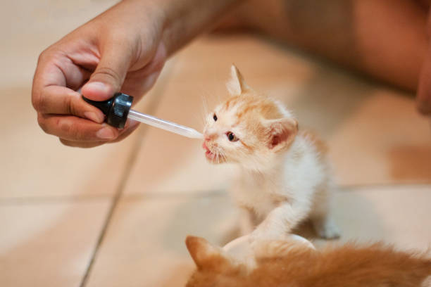 Giving milk to kitten cat via dropper because they are to young to eat food stock photo