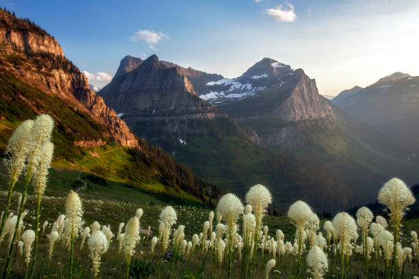 Glacier National Park - Highline Trail with Mount Oberline and beargrass The golden hour bathes all in delicate light along this beautiful stretch of the Highline Trail near Logan Pass in Glacier National Park, Montana moody sky stock pictures, royalty-free photos & images
