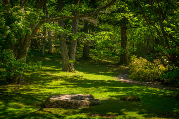 Glade in green park stock photo