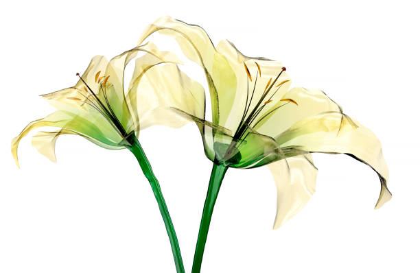 glass flower isolated , the lily flower glass flower isolated on white, the lily flower, 3d illustration xray nature stock pictures, royalty-free photos & images