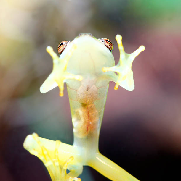 Glass Frog stock photo