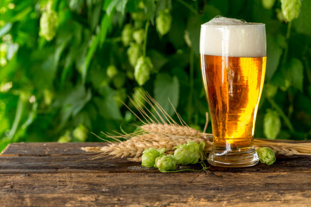 glass of beer on wooden rustic table with wheat ears and hop cones in front of hop plantation. - beer hop imagens e fotografias de stock
