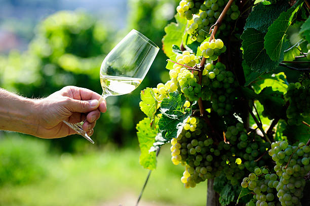 Glass of white Wine and riesling grapes stock photo