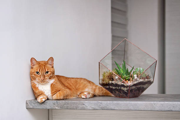 glass terrarium and red cat glass terrarium and red cat haworthia stock pictures, royalty-free photos & images