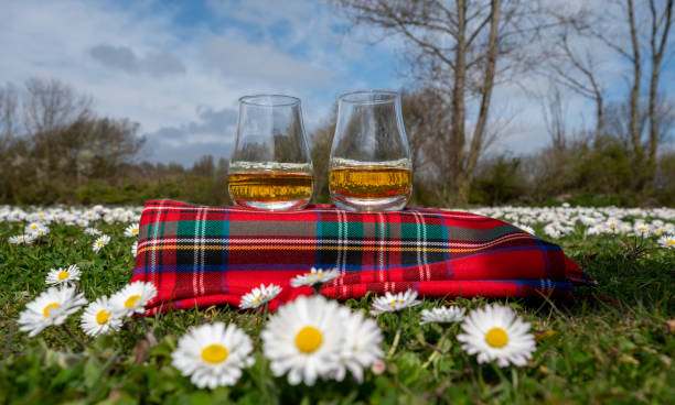 Glasses of Scotch single malt or blended whisky on red tartan on green grass with many white daisy flowers stock photo