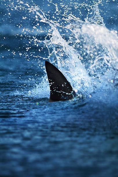 Glimpse of big shark fin in splashing water shark attacking fish in deep sea animal fin stock pictures, royalty-free photos & images