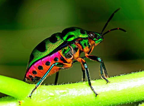 Glitter beetle climbing branch - animal behavior.