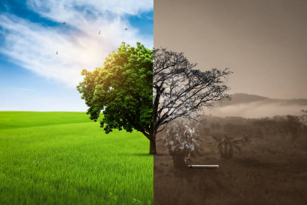Global warming concept before and after Live and dead big tree. World No Tobacco Day concept stock photo
