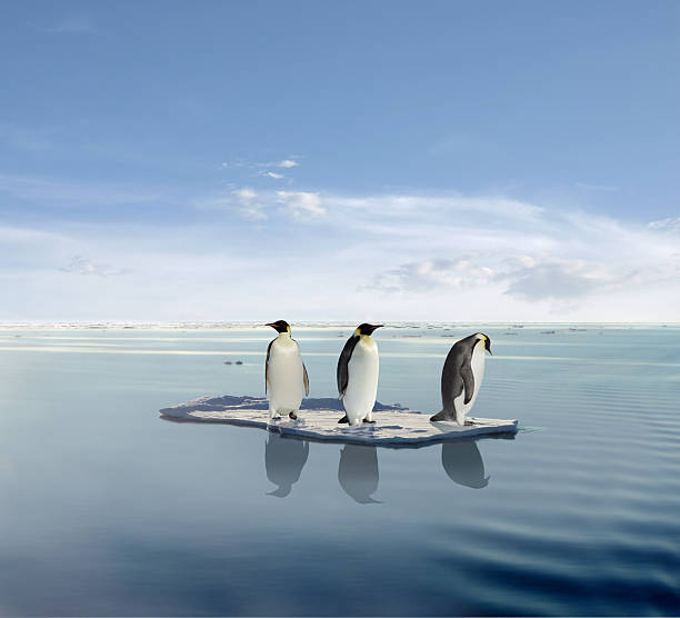 Global warming concept with three penguins on melting ice stock photo