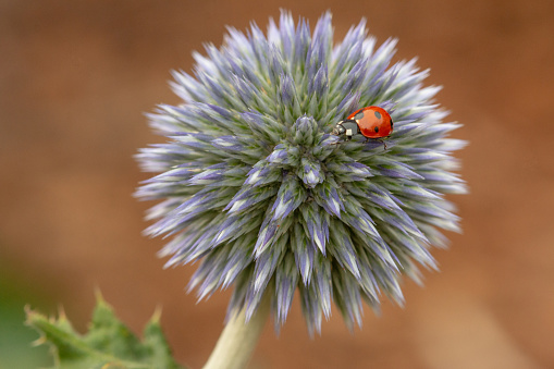 Outdoor close-up nature image of a Globe Thistle blossom with a ladybug crawling on top of it.