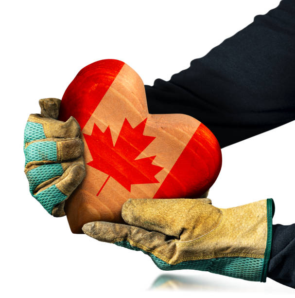 mains gantées tenant un cœur en bois avec le drapeau canadien, isolées sur fond blanc - ouvrier coeur photos et images de collection