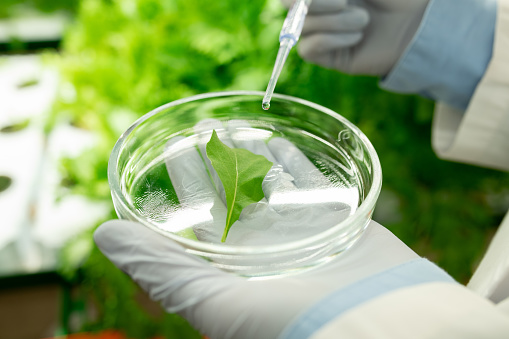 Gloved hands of contemporary agroengineer holding petri dish with sample of green lettuce leaf and dropping liquid substance from pipette