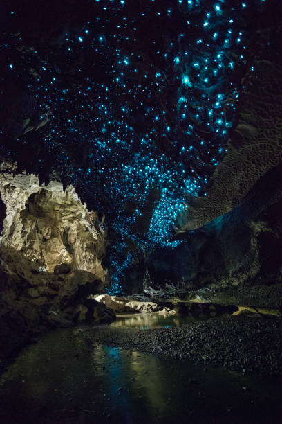 Glow worms shine brightly in Waipu Caves, New Zealand Blue coloured glow worms in a cave in New Zealand, lit up by flashes. A stream runs through the middle. bioluminescence stock pictures, royalty-free photos & images