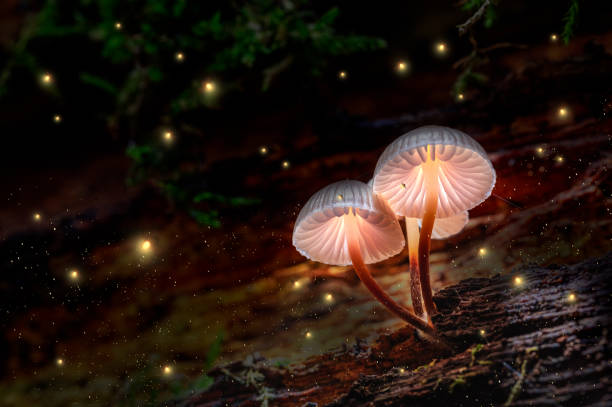 Glowing mushrooms on bark with fireflies in forest stock photo