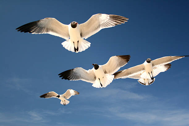 Glowing Seagulls Group of five seagulls glowing against a blue sky carolina beach north carolina stock pictures, royalty-free photos & images