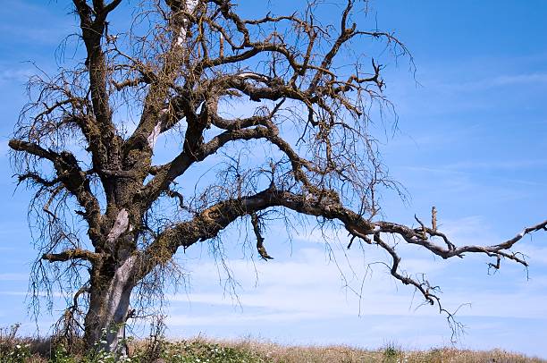 Gnarled Old Tree stock photo