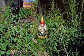 istock Gnome Disgusted by Overgrown Yard 529135214