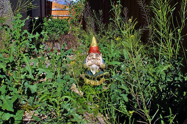 gnome disgusted by overgrown yard - onkruid stockfoto's en -beelden