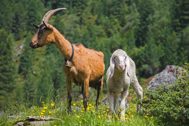 Goat and lamb stock photo