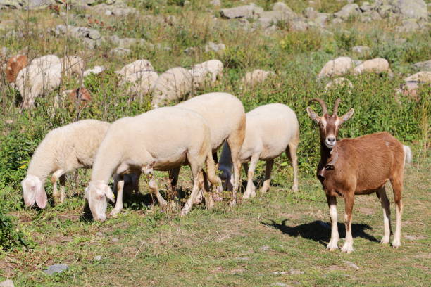 Goat and sheeps in mountain meadows stock photo