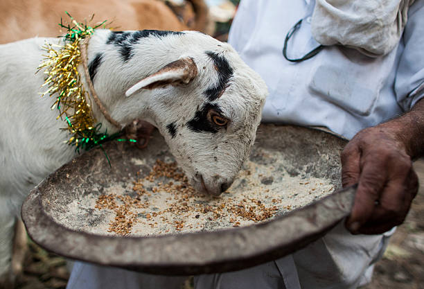 Goat at market Goat eats at market eid al adha stock pictures, royalty-free photos & images