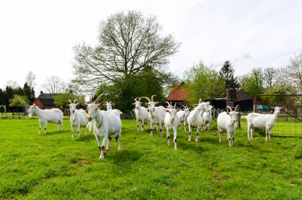 Goat farming in the Netherlands. stock photo