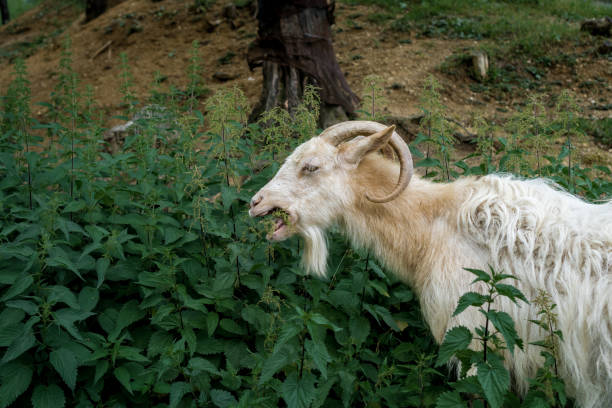 Goat in captivity stock photo
