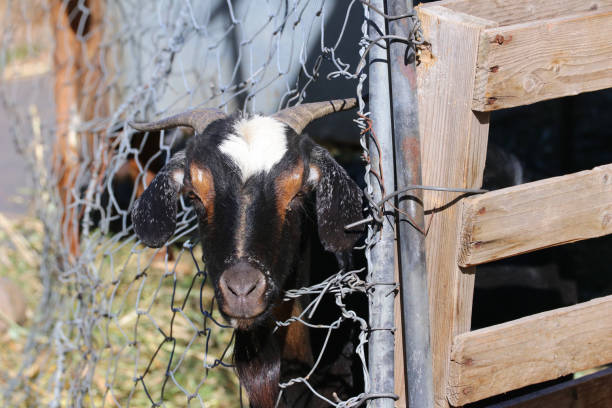 Goat in the stable ziege in dem Stall pferd stock pictures, royalty-free photos & images