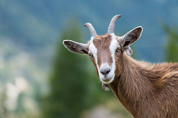 Goat looks at us stock photo