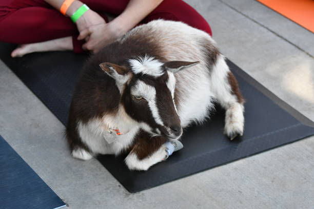 Goat on a Yoga Mat Community Event steven harrie stock pictures, royalty-free photos & images