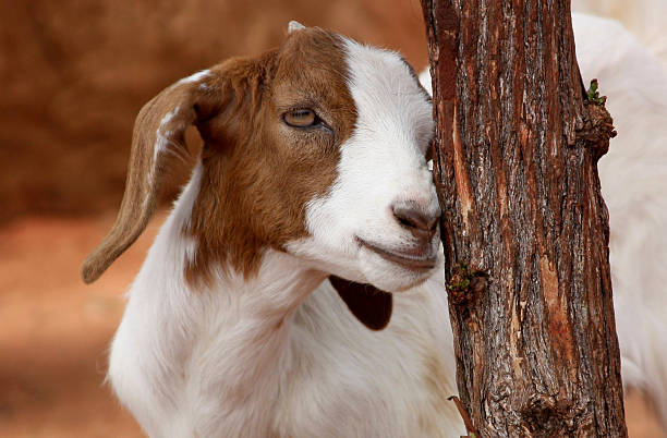 Goat stock photo