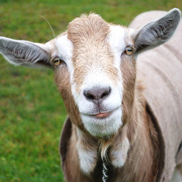 Goat Portrait of a curious goat looking to the camera. goat stock pictures, royalty-free photos & images