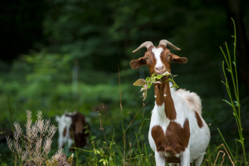 Portrait of goat on a meadow.