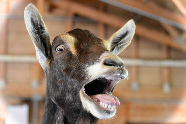 Goat An excited goat at the farm mouth open stock pictures, royalty-free photos & images