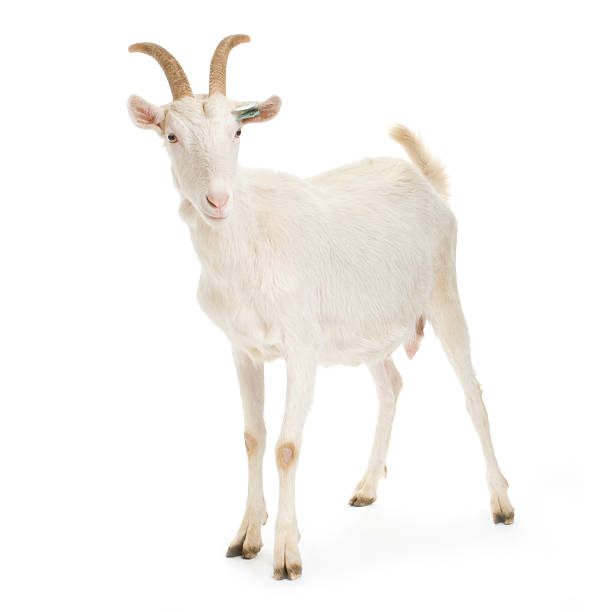Goat  goat stock pictures, royalty-free photos & images