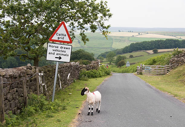 A goat standing on a lane next to a Cattle Grid sign A sheep is a little unsure of which direction to go... cattle grid stock pictures, royalty-free photos & images