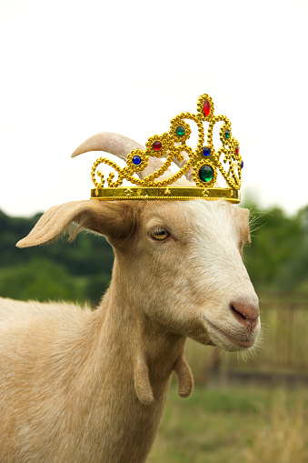 goat-with-crown-picture-id489152516